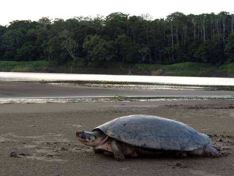 Image of Arrau River Turtle