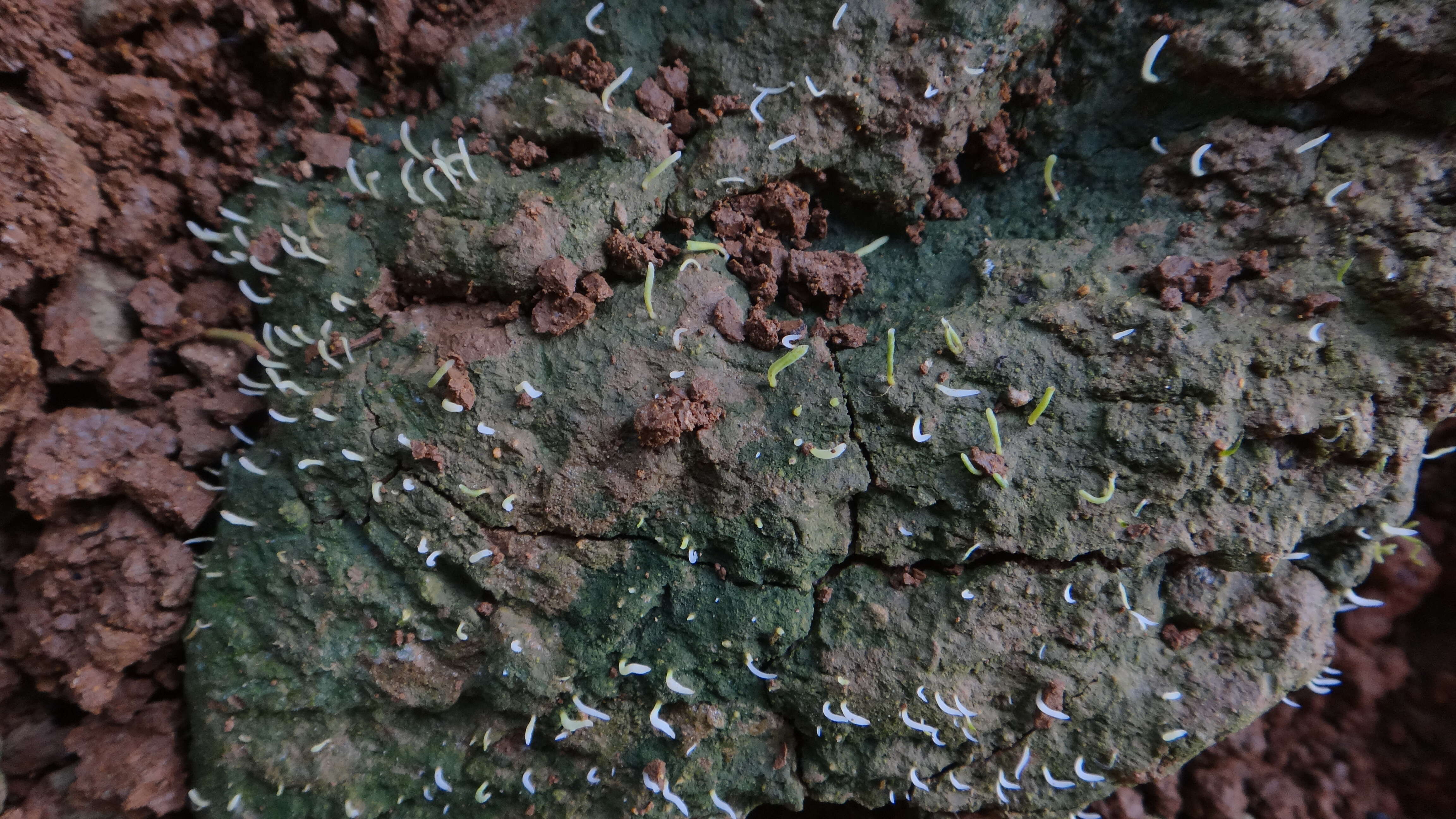 Image of spring club lichen