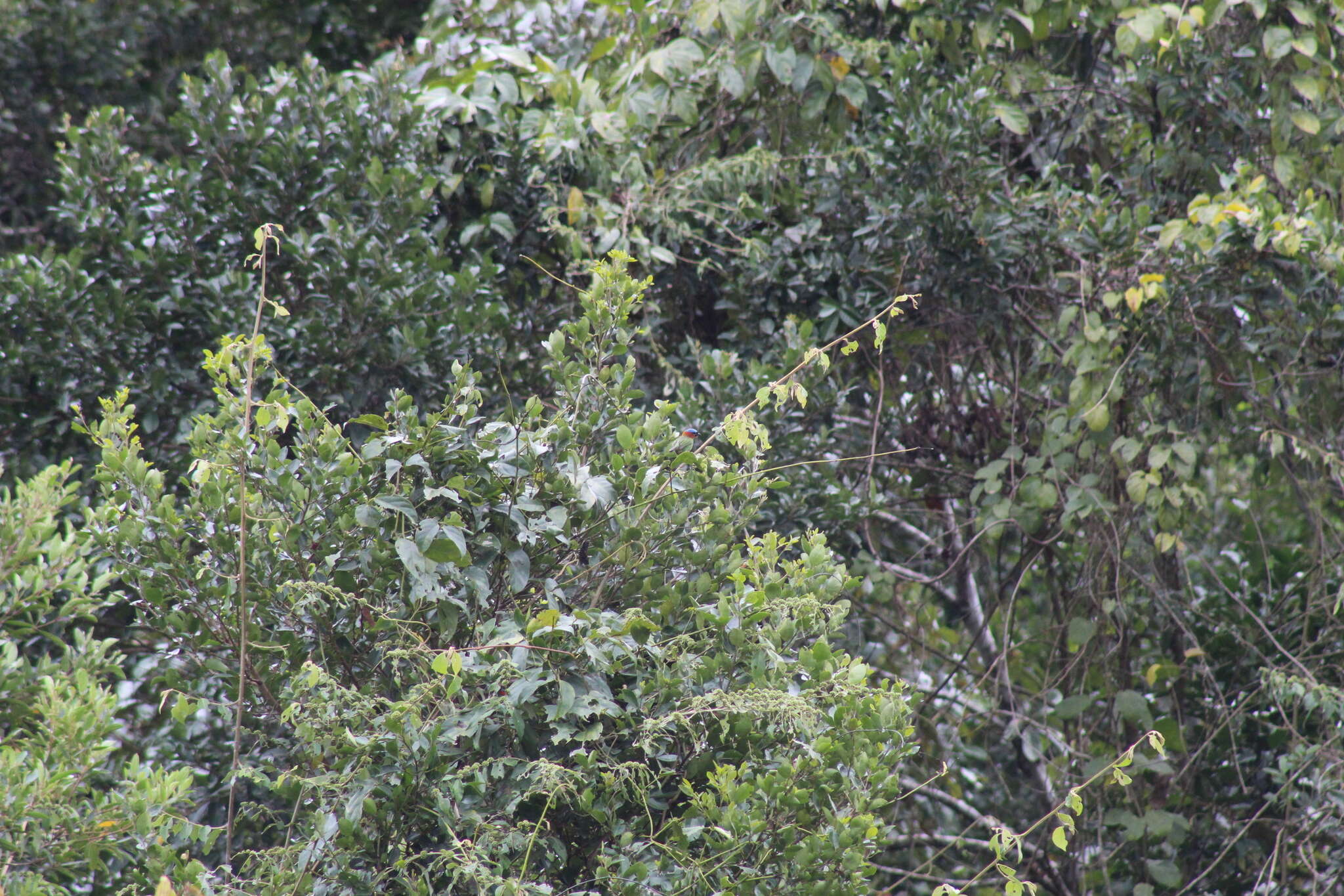 Image of Red-necked Tanager