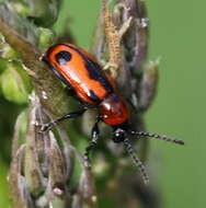 Image of <i>Crioceris quinquepunctata</i>