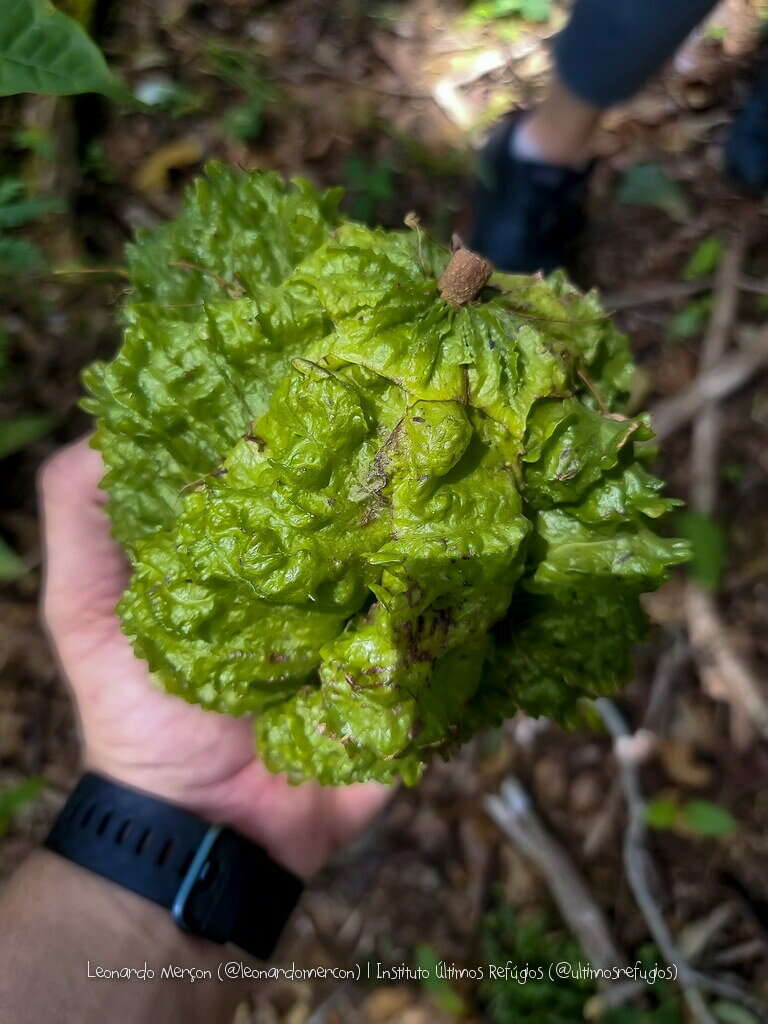 Imagem de Carpotroche brasiliensis (Raddi) Endl.