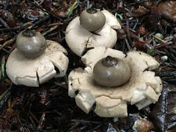 Image of Sessile Earthstar