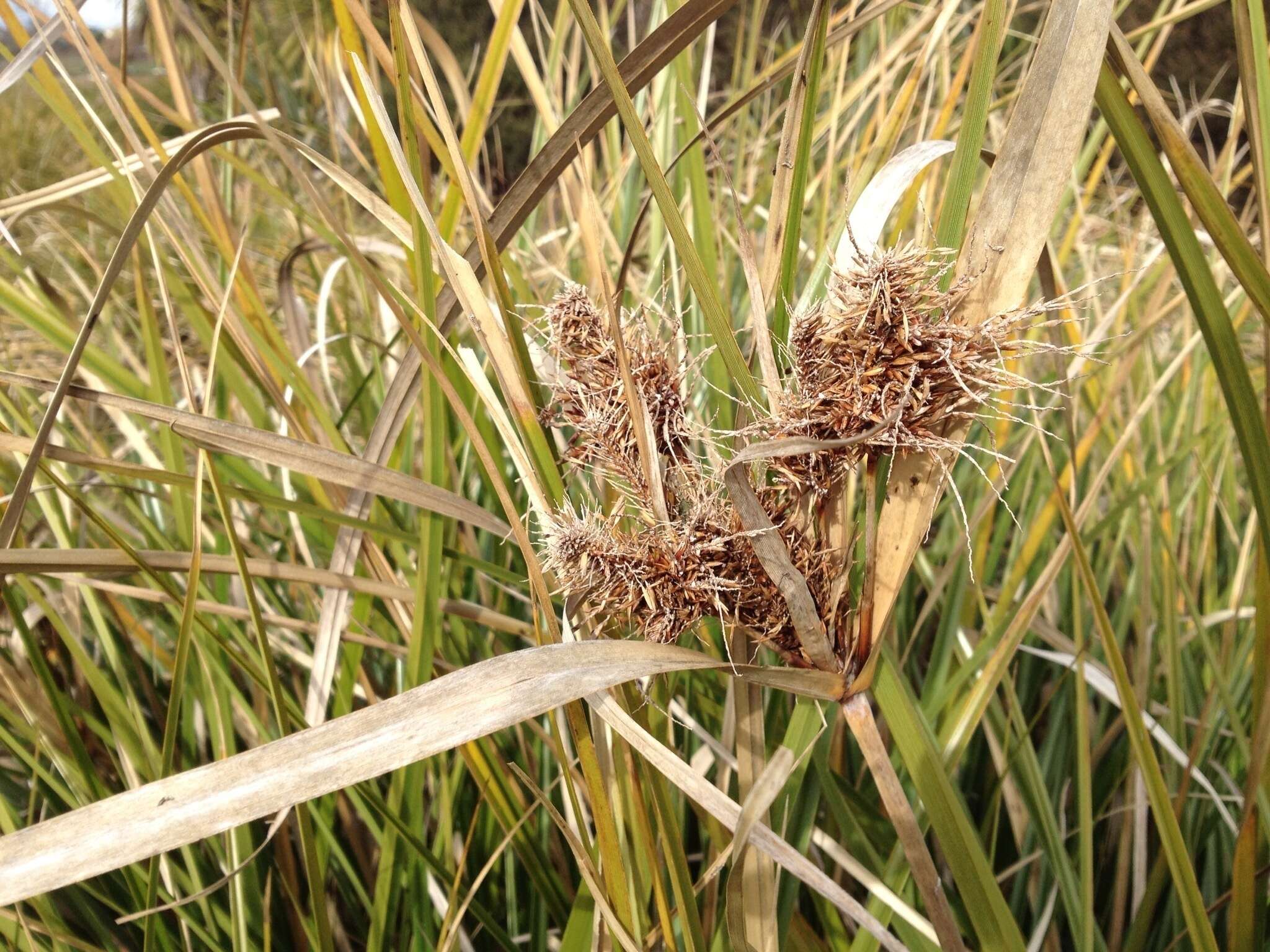 Image of Cyperus ustulatus A. Rich.