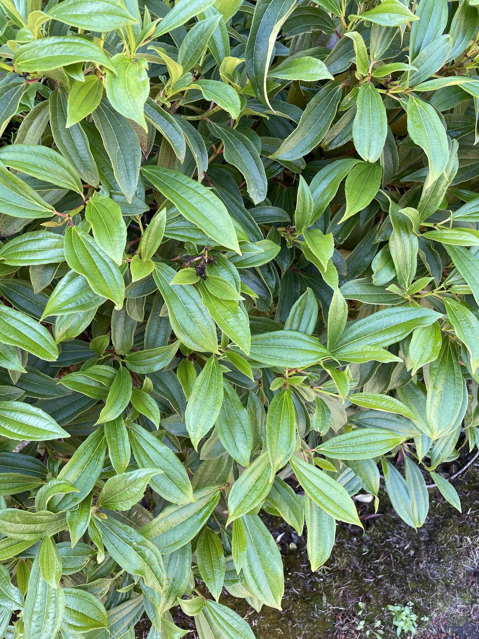 Image de Viburnum davidii Franch.