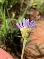 Image of Afroaster serrulatus (Harv.) J. C. Manning & Goldblatt