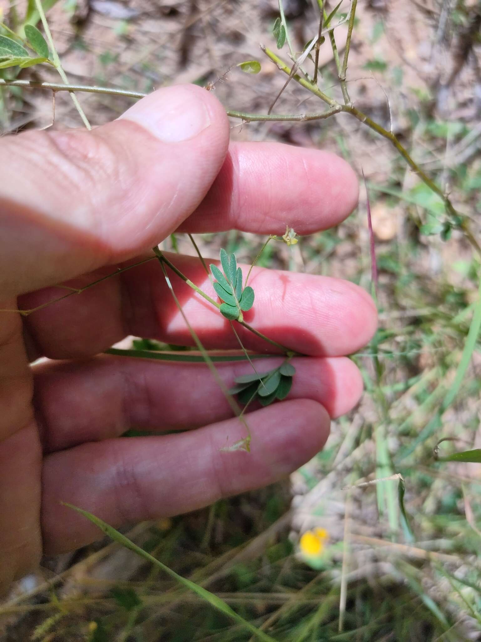 Imagem de Aeschynomene brevifolia Poir.