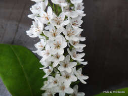 صورة Lysimachia clethroides Duby