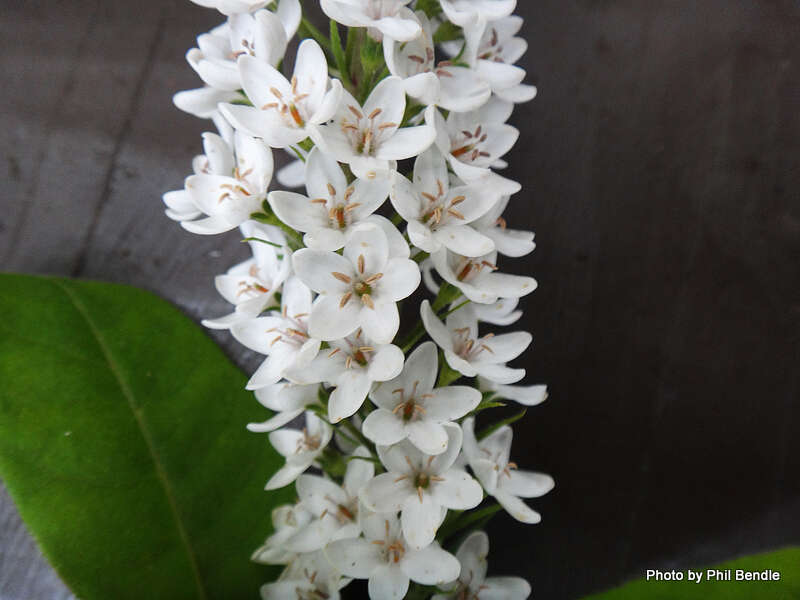 صورة Lysimachia clethroides Duby