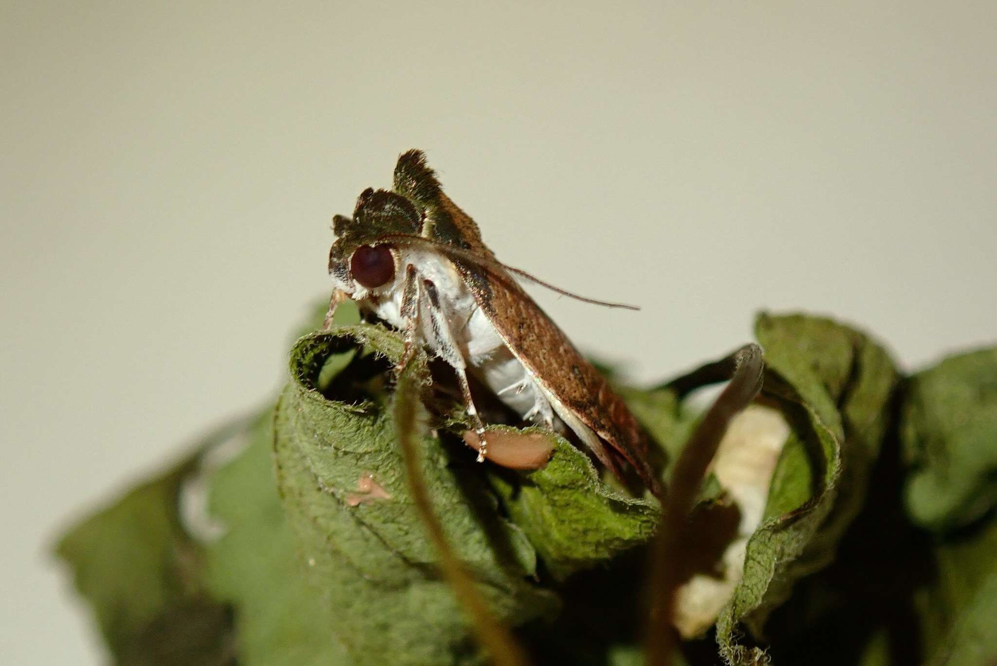 Image of Beara tortriciformis (Strand 1917)