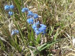 Image of Myosotis alpestris subsp. alpestris