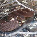 Image of Red Diamond Rattlesnake (exsul