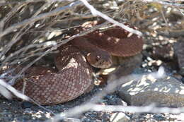 Image of Red Diamond Rattlesnake (exsul
