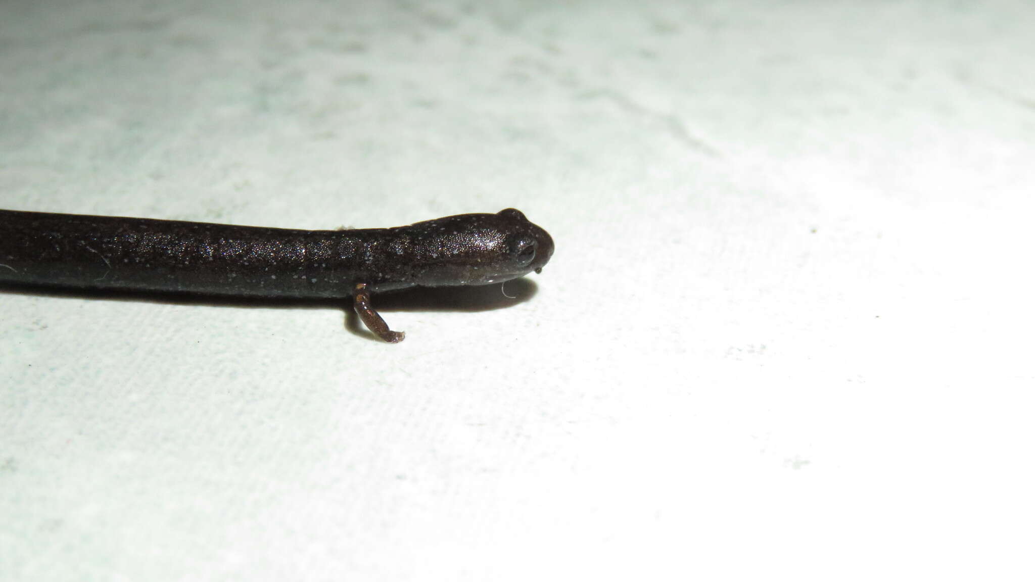 Image of Cienega Colorado Worm Salamander