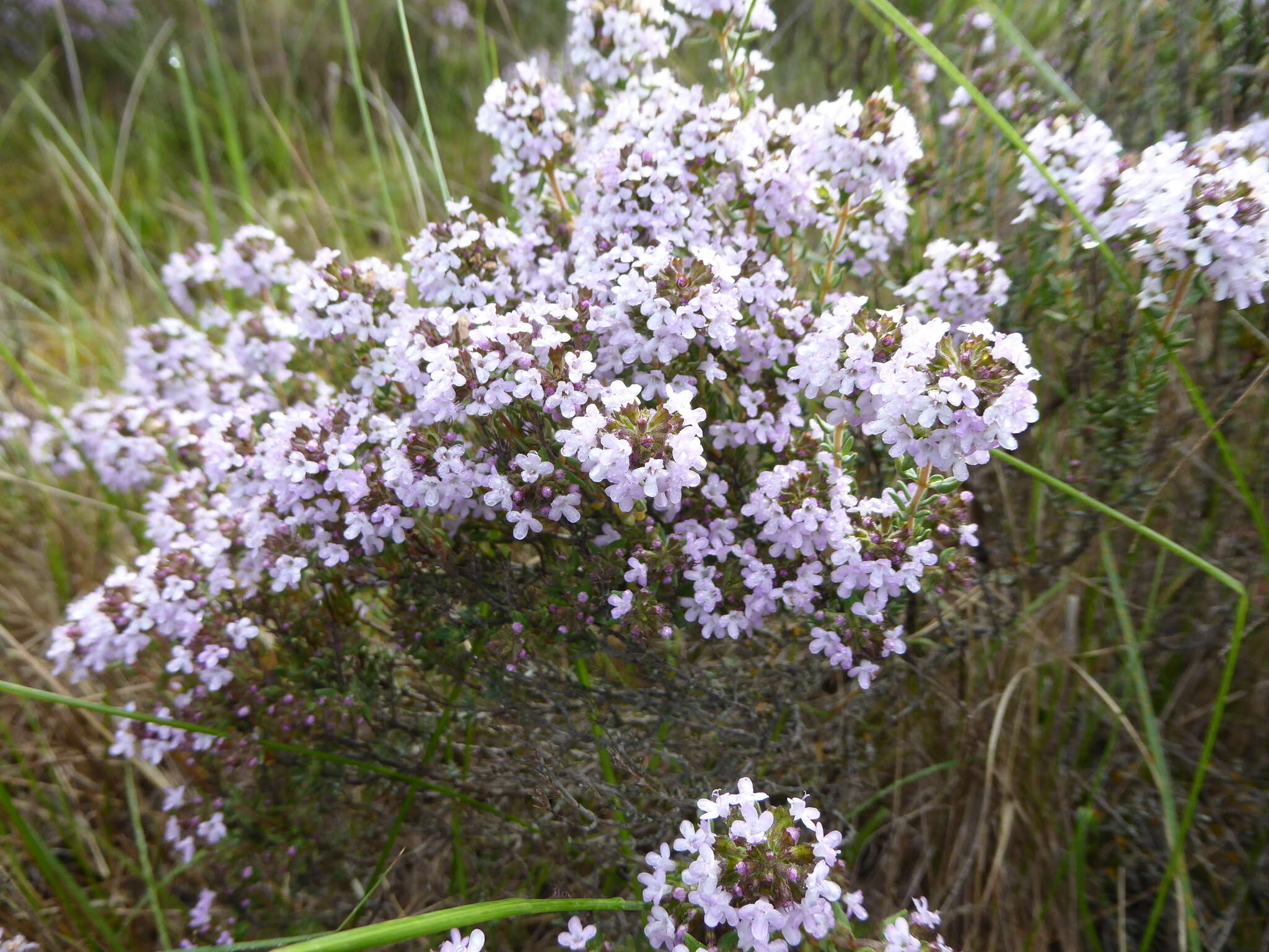 Image of Common Thyme