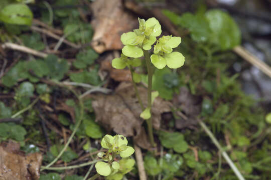 Image of Chrysosplenium grayanum Maxim.