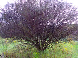 Image of broom honeymyrtle