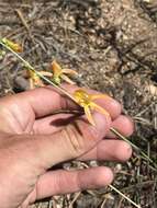 Sivun Penstemon labrosus (A. Gray) Mast. ex Hook. fil. kuva