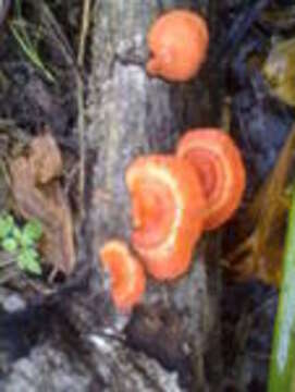 Image of Orange polypore