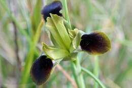 Image of Iris tuberosa L.