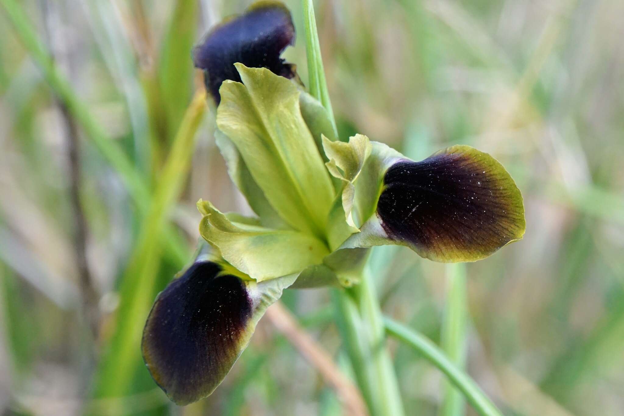 Image de Iris tuberosa L.