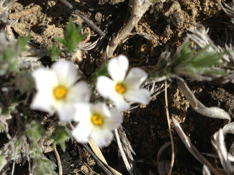 Image of spiny phlox