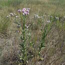 Image of Saussurea robusta Ledeb.