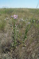 Image of Saussurea robusta Ledeb.