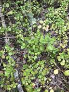 Image of whorled plectranthus