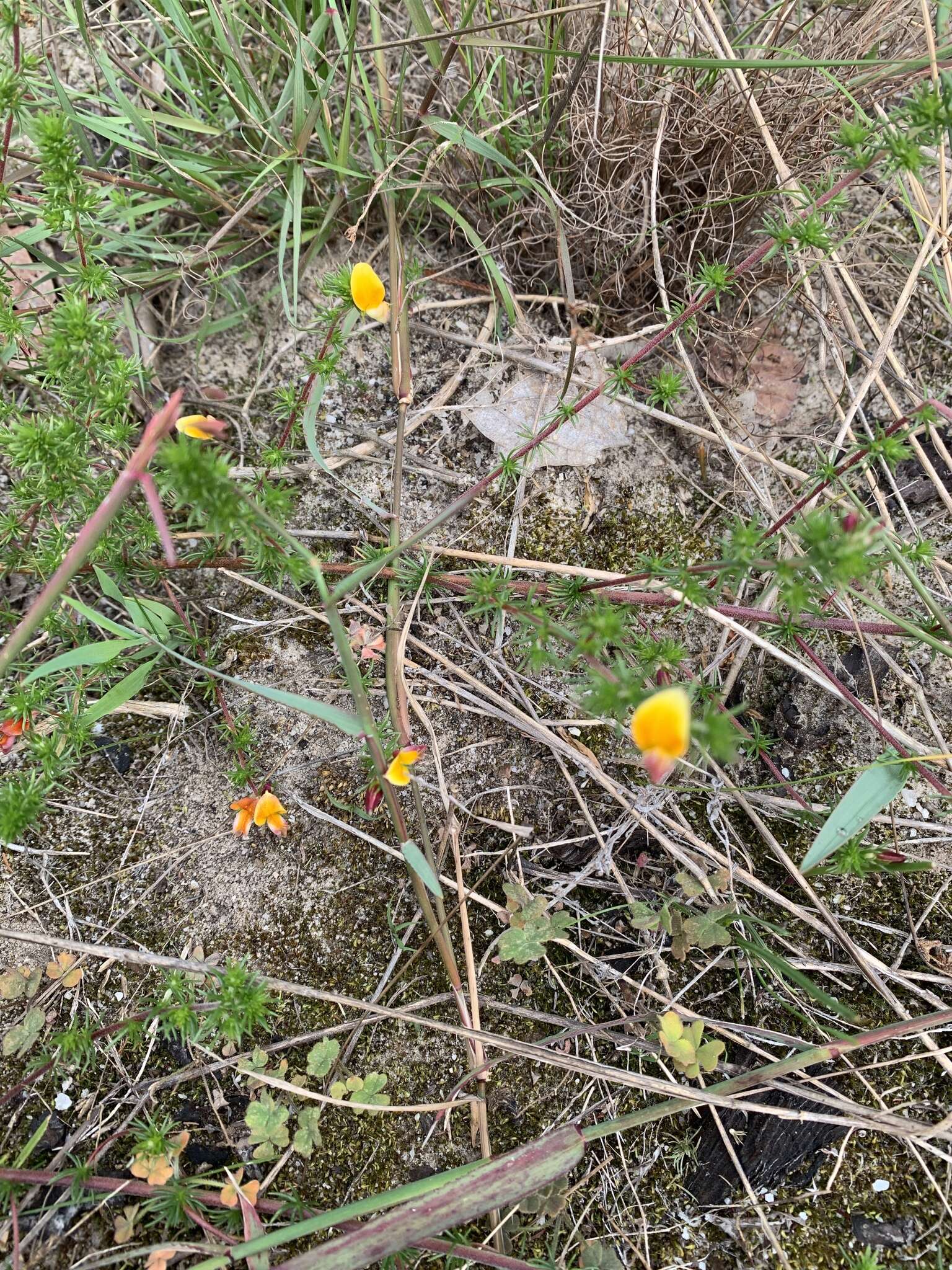 Image of Aspalathus divaricata subsp. divaricata