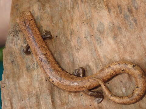 Image of Camron Mushroom-tongue Salamander