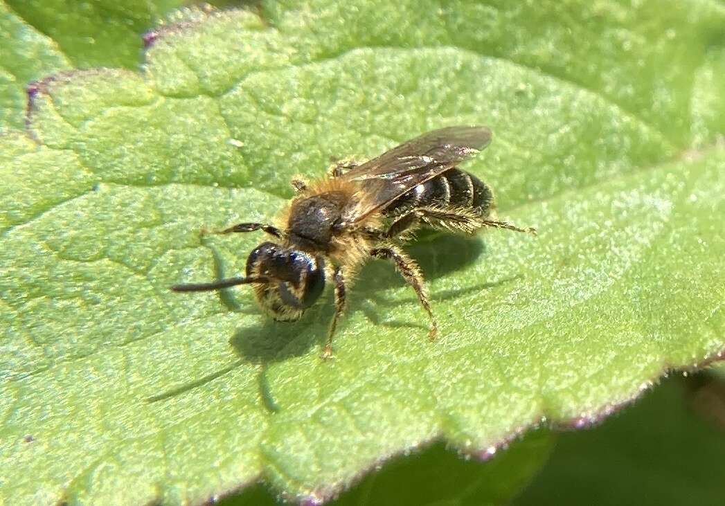 Image of Miserable Andrena