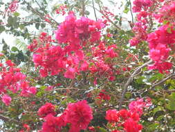 Слика од Bougainvillea