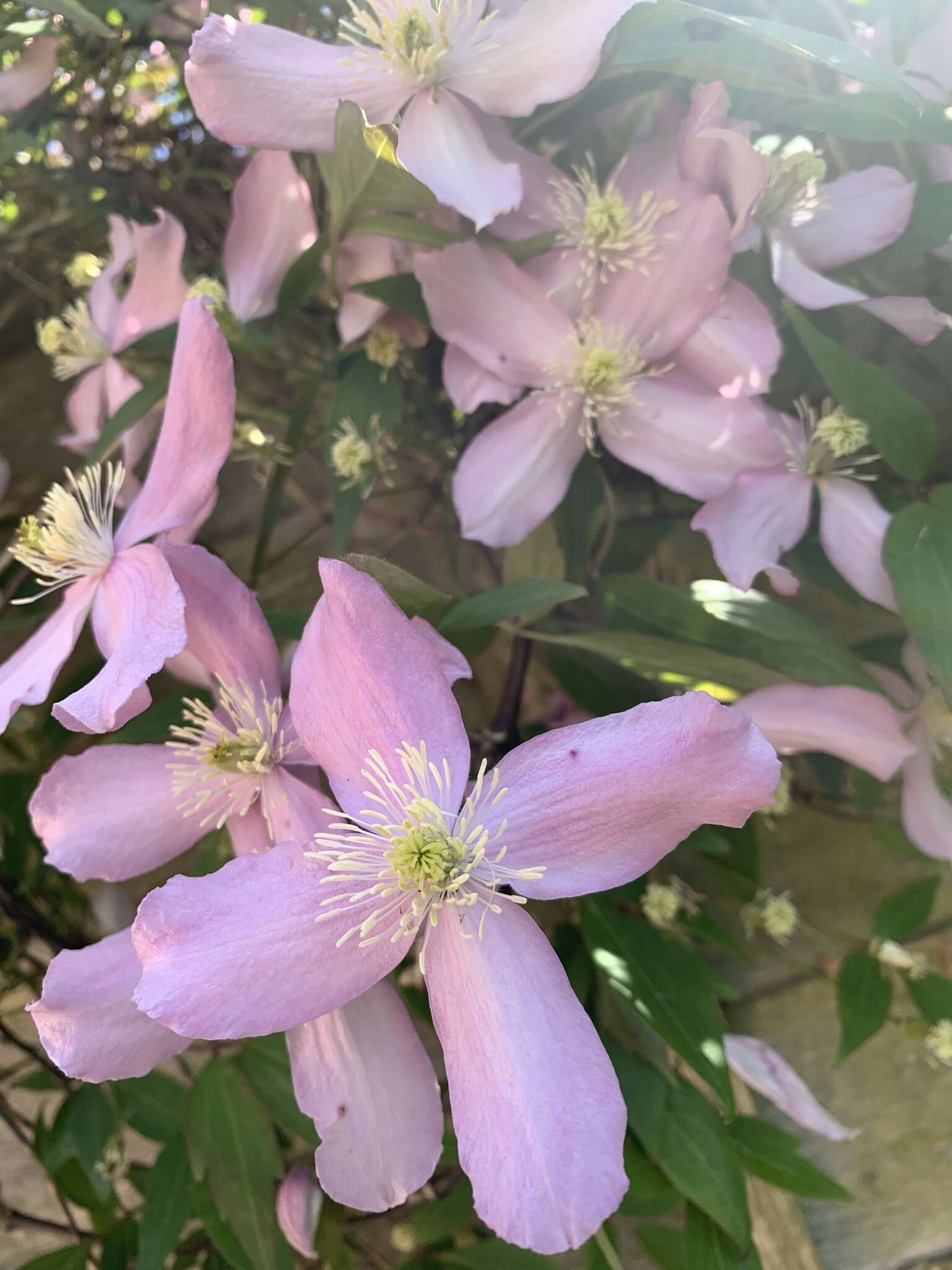 صورة Clematis montana Buch.-Ham. ex DC.