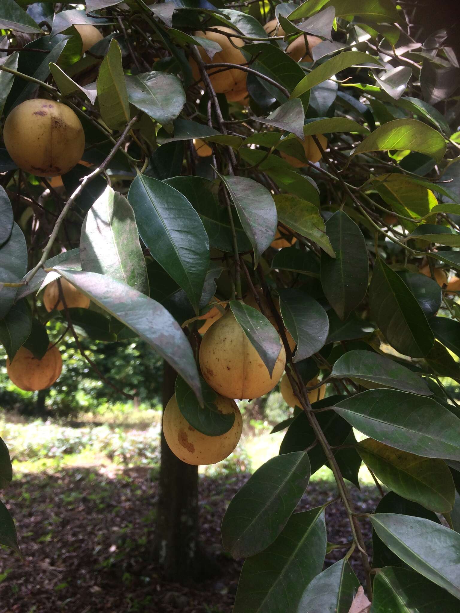 Imagem de Myristica fragrans Houtt.