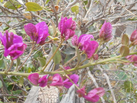 Слика од Bougainvillea