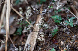 Image of Aleuritopteris argentea (S. G. Gmel.) Fée