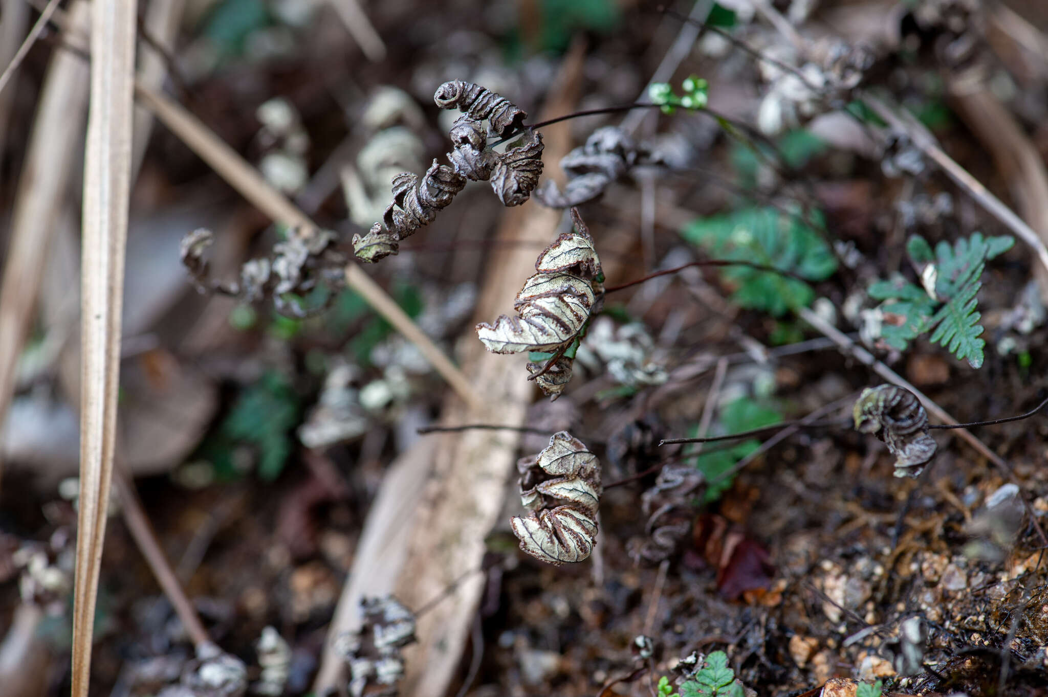 Image of Aleuritopteris argentea (S. G. Gmel.) Fée