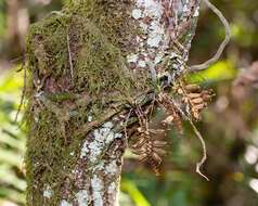 Image of leafless bentspur orchid