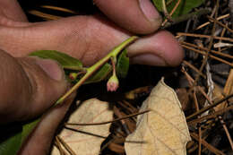 Image of Rhamnus rosei M. C. Johnst. & L. A. Johnston