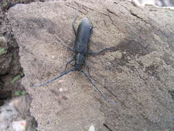 Image of capricorn beetle