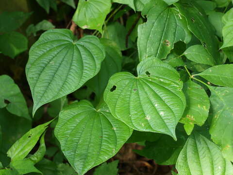 Image of wild yam