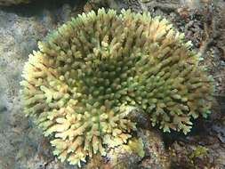 Sivun Acropora millepora (Ehrenberg 1834) kuva