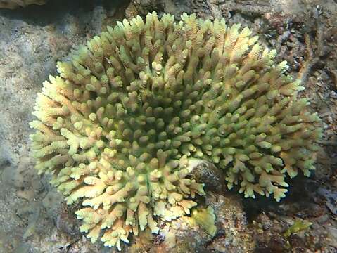 Plancia ëd Acropora millepora (Ehrenberg 1834)