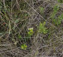 Image of Diosma aristata I. Williams