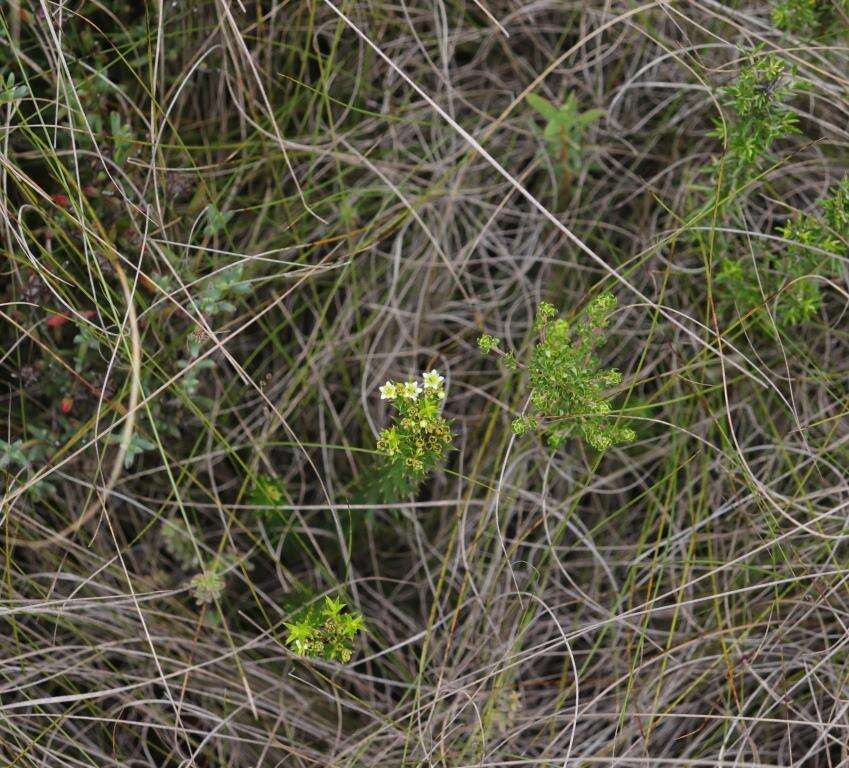 Image of Diosma aristata I. Williams