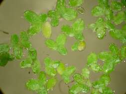 Image of Common Duckweed