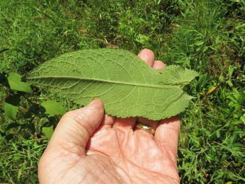 Image de <i>Eupatorium truncatum</i>