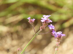 صورة Verbena intermedia Gillies & Hook.