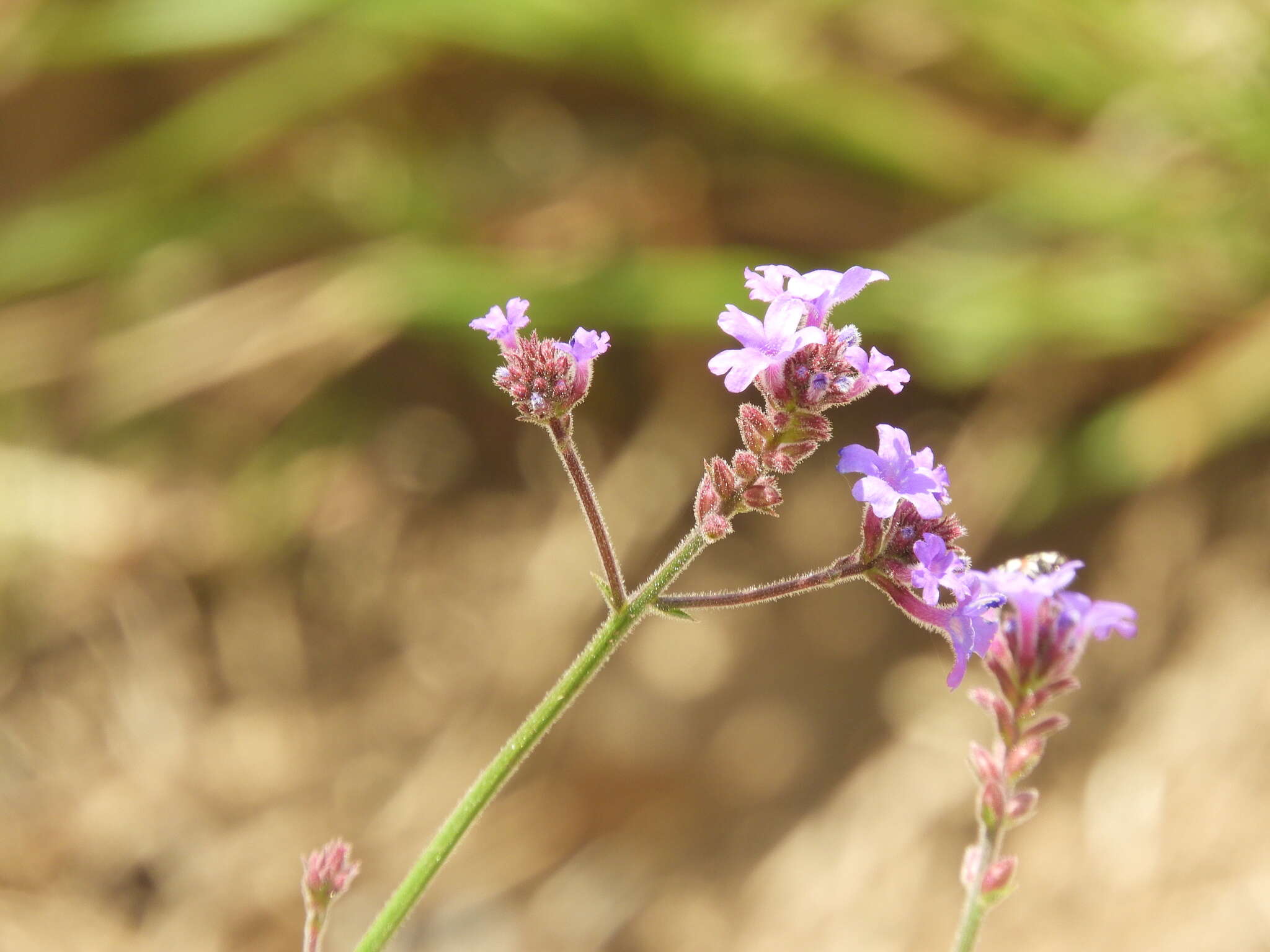 صورة Verbena intermedia Gillies & Hook.