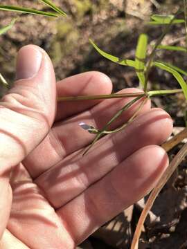 Image of Pygmy-flower Vetch